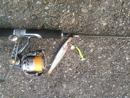 朝マヅメにチヌトップゲーム